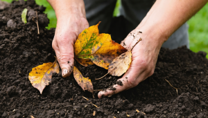 découvrez comment fabriquer un terreau riche et naturel à partir de feuilles mortes grâce à notre guide pratique, pour un jardin sain et écologique.