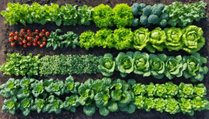 découvrez notre guide pratique pour aménager efficacement votre potager. apprenez à optimiser votre sol, choisir vos légumes selon les saisons et agencer votre espace de culture pour une récolte abondante et réussie.